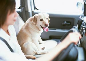 愛車のフロントガラス交換を依頼